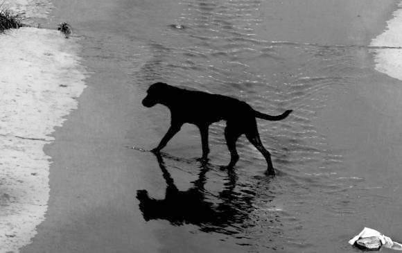 Recompensa por persona que envenenó 11 perros en Rionegro