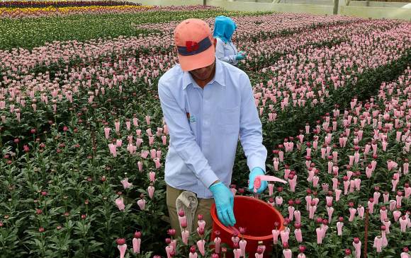 Floricultores antioqueños tienen 500 puestos de trabajo disponibles