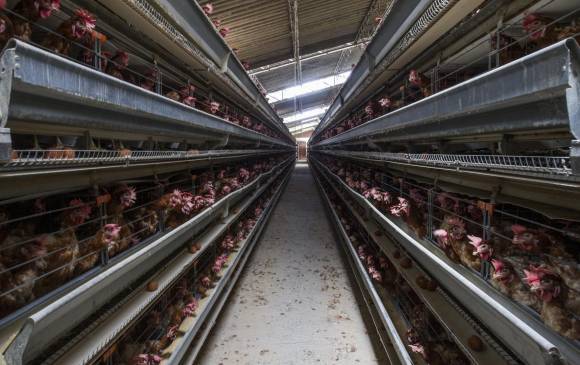Colombia no está en riesgo de gripe aviar: Minsalud