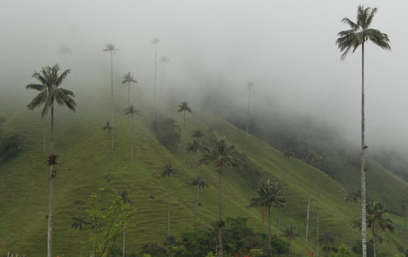 Minambiente dice que se han protegido 190 mil hectáreas de ecosistemas