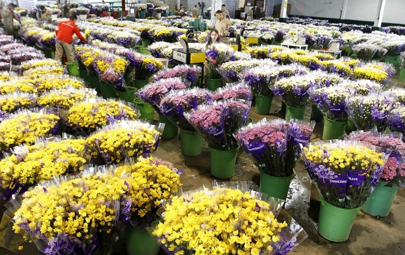 Antioquia exportará el 20 % de las flores para San Valentín