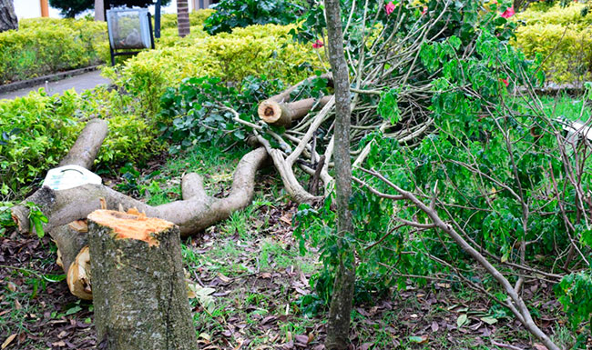 ¿qué ocurrió con los árboles de la Valvanera?