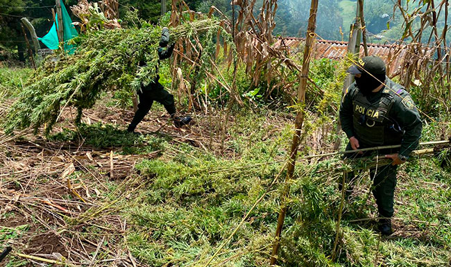 En zona rural de Marinilla fueron incautadas de 600 matas de marihuana