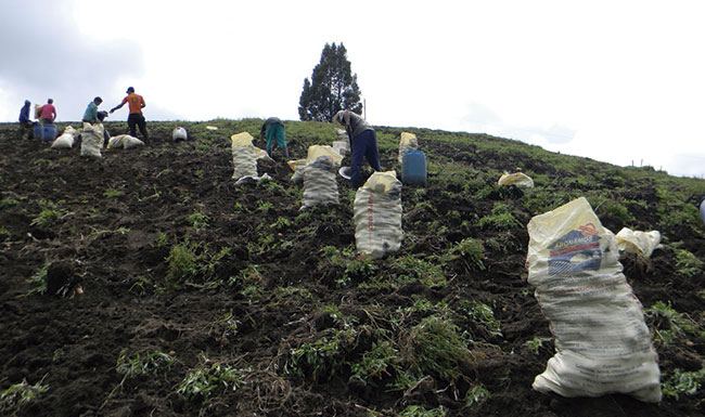 Productores campesinos están afectados por los bloqueos