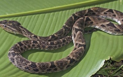 Un hombre fue mordido por una serpiente en Argelia de María