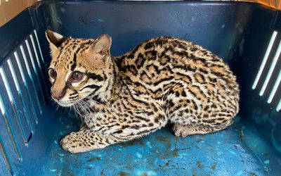 Un ocelote fue recuperado y liberado en zona boscosa de San Carlos