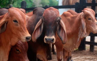 Colombia exportará carne a 93 países