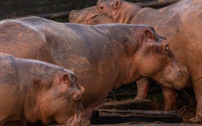 Tribunal ordenó a MinAmbiente acciones para controlar Hipopótamos en el Magdalena Medio